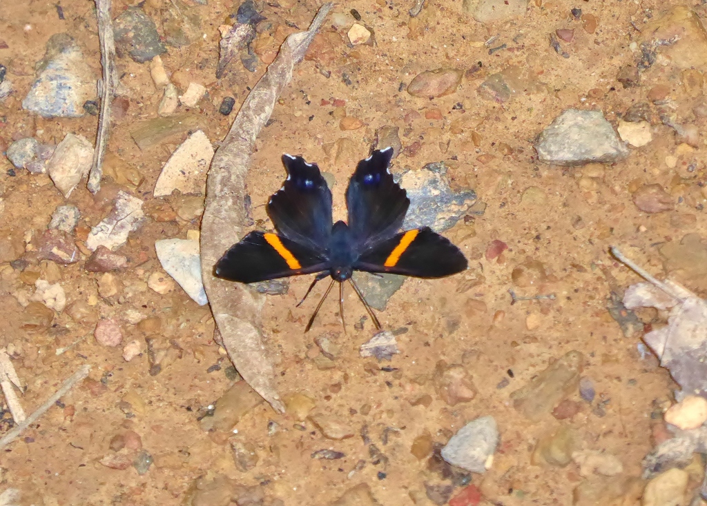 Inca Metalmark