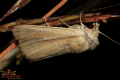 Mythimna prominens
