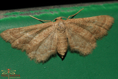 Idaea fractilineata