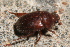 Ochodaeus