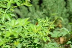 Rubus castellarnaui