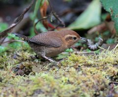 Troglodytes solstitialis