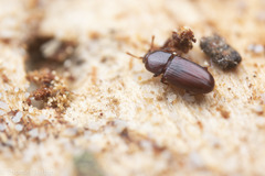 Ceryloninae