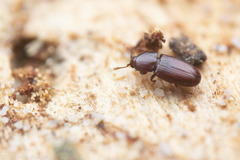 Ceryloninae