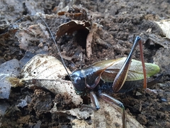 Coniungoptera nothofagi