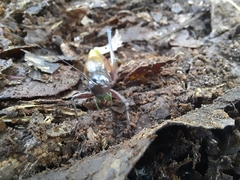 Coniungoptera nothofagi