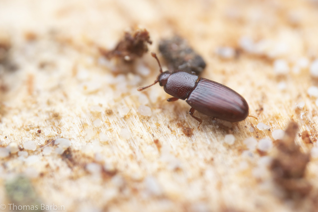 Philothermus occidentalis