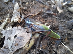 Coniungoptera nothofagi