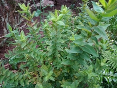 Hypericum foliosum