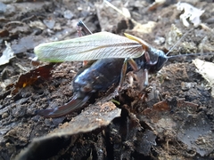 Coniungoptera nothofagi