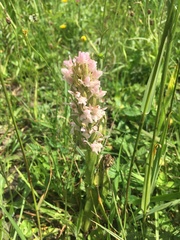 Dactylorhiza incarnata incarnata