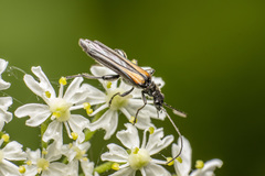 Oedemera pthysica