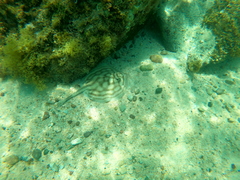 Urobatis concentricus