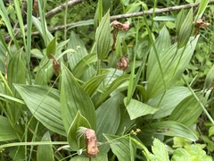 Cypripedium candidum