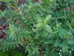 Hypericum foliosum
