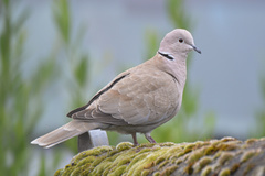 Streptopelia decaocto