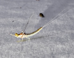 Pentagenia vittigera