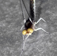 Pentagenia vittigera