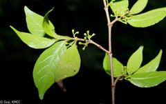 Pyrostria
