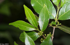 Pyrostria