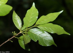 Pyrostria