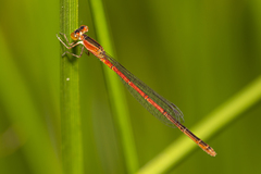 Agriocnemis rubricauda