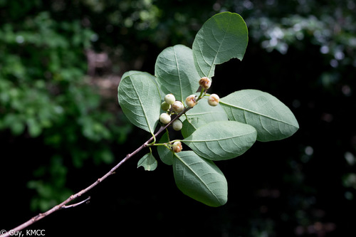 Flueggea virosa image