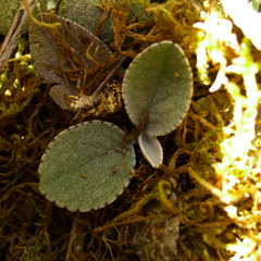 Brachyglottis haastii