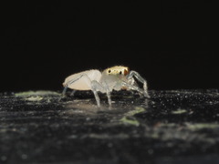 Epocilla