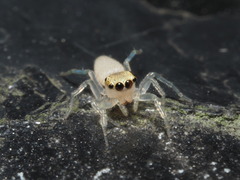 Epocilla