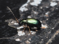 Aphthona strigosa