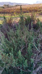 Cliffortia polygonifolia