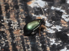 Aphthona strigosa