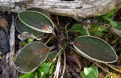 Brachyglottis haastii