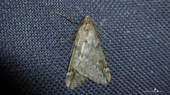 Alsophila aescularia