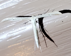 Hellinsia kellicottii