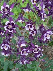 Aquilegia atrata