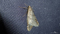 Alsophila aescularia