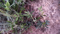 Searsia angustifolia