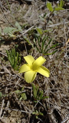 Oxalis flava