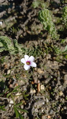 Oxalis pusilla
