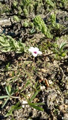 Oxalis pusilla