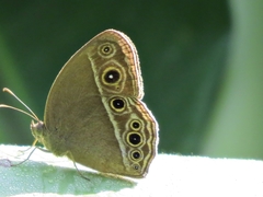 Mycalesis intermedia