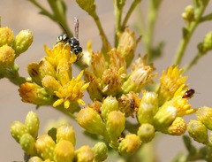Stenodynerus anormis