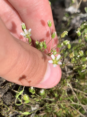 Sabulina dawsonensis