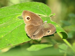 Mycalesis intermedia