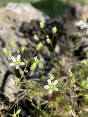 Sabulina dawsonensis