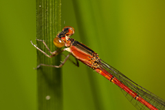 Agriocnemis rubricauda