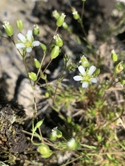 Sabulina dawsonensis