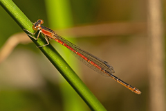 Agriocnemis rubricauda